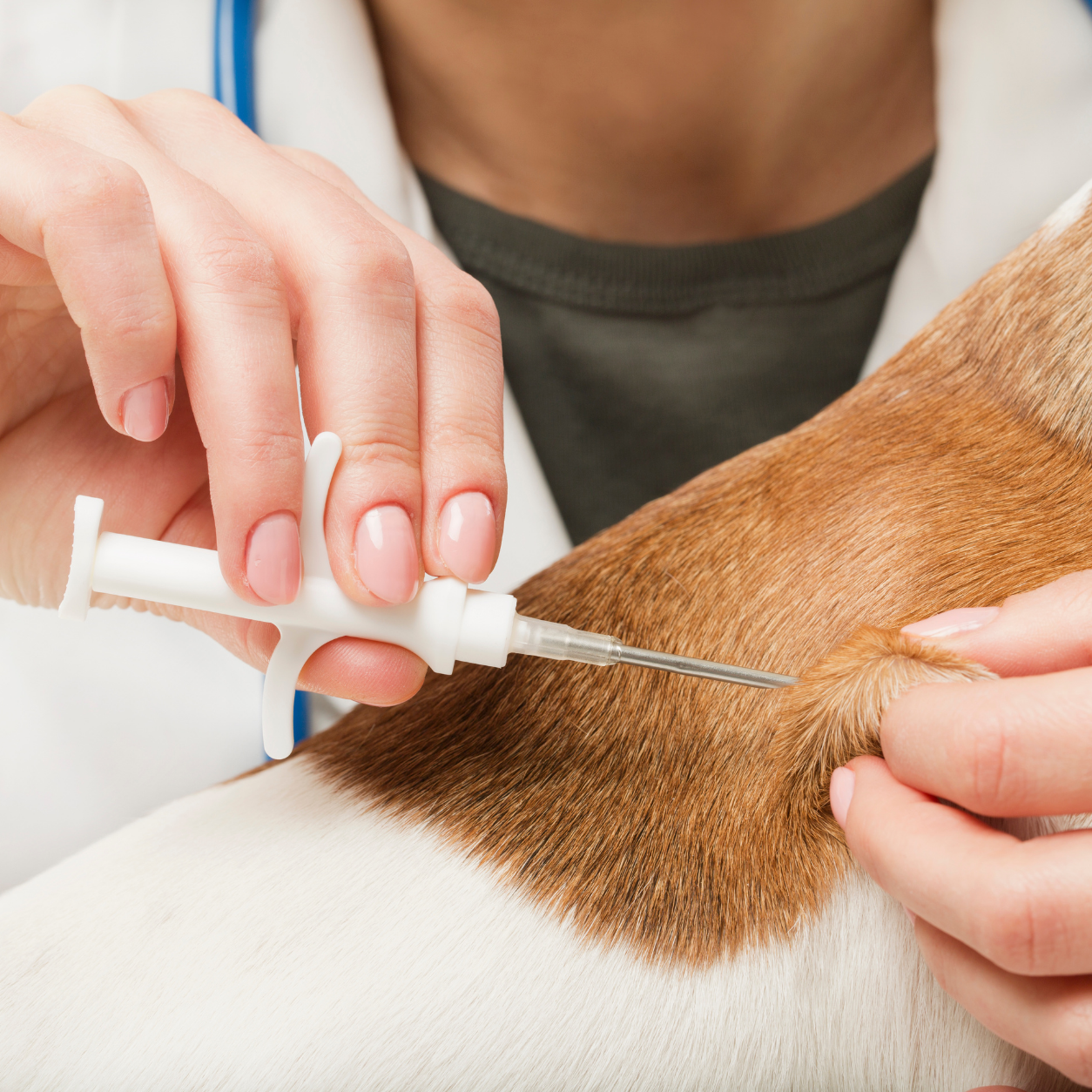 Microchip being adminstered on a dog
