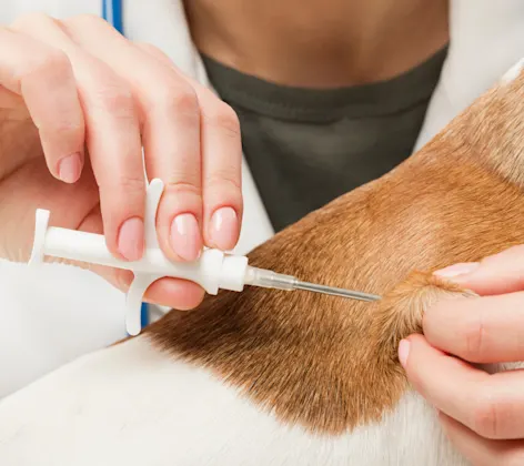 Microchip being adminstered on a dog Microchip being adminstered on a dog