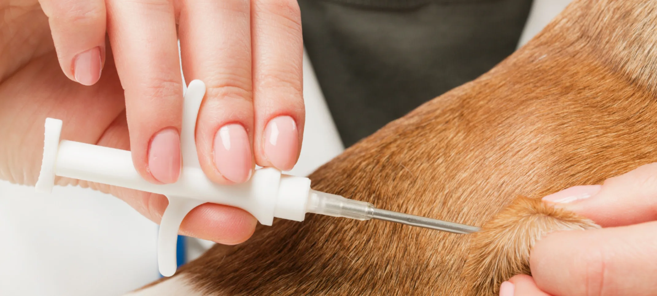 Microchip being adminstered on a dog Microchip being adminstered on a dog