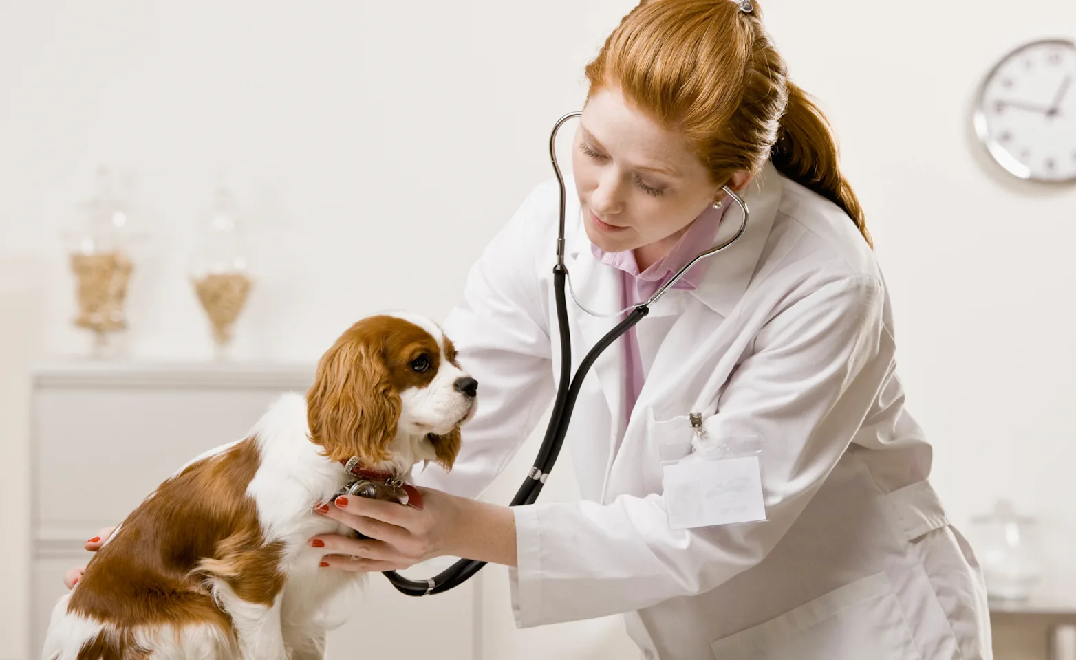 Doctor using a stethoscope on dog Doctor using a stethoscope on dog