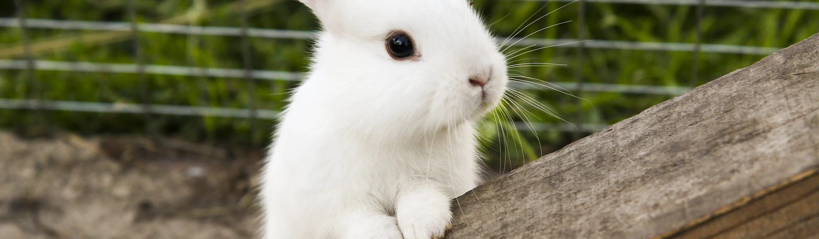 Bunny standing on wood Bunny standing on wood