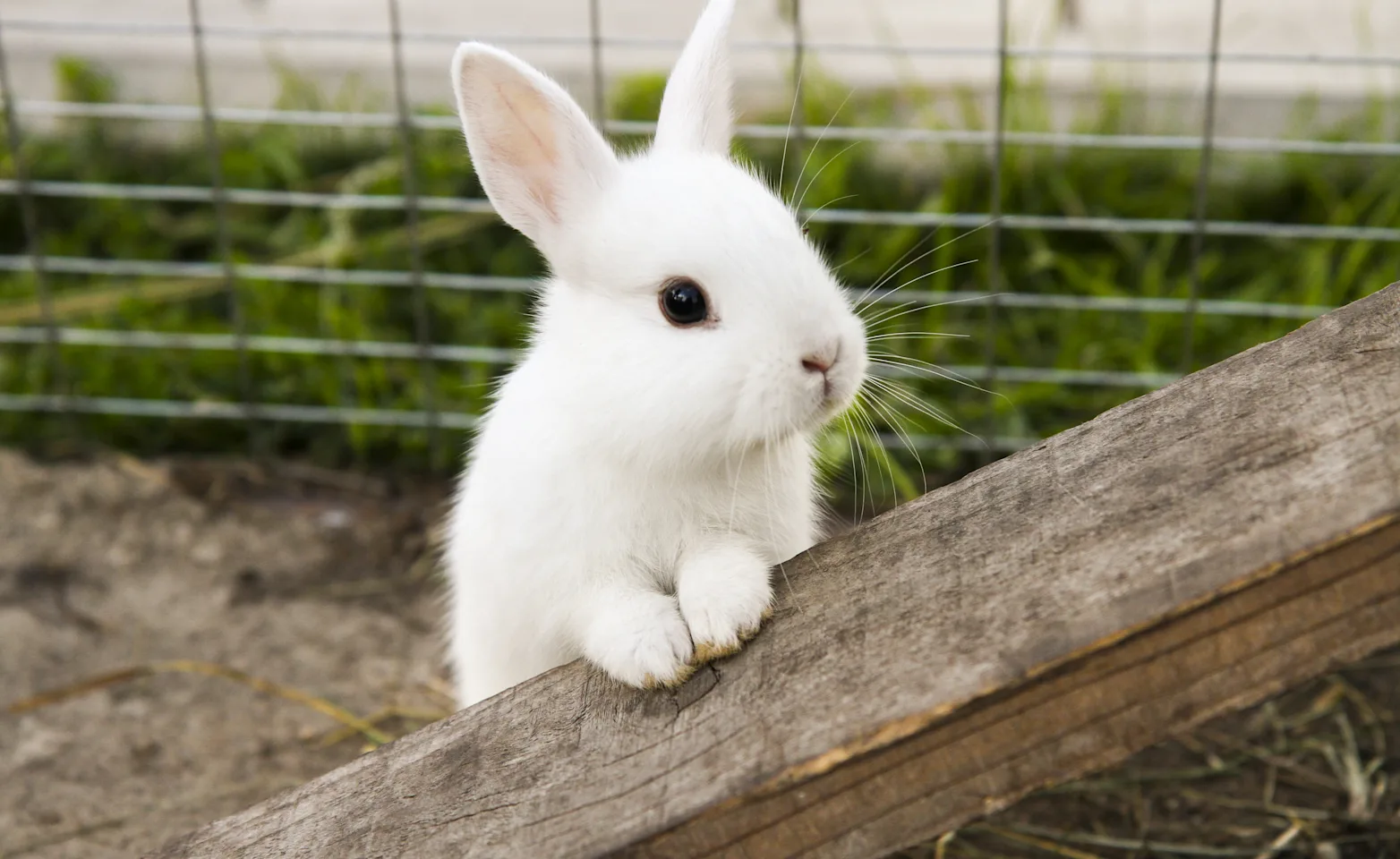 Bunny standing on wood Bunny standing on wood