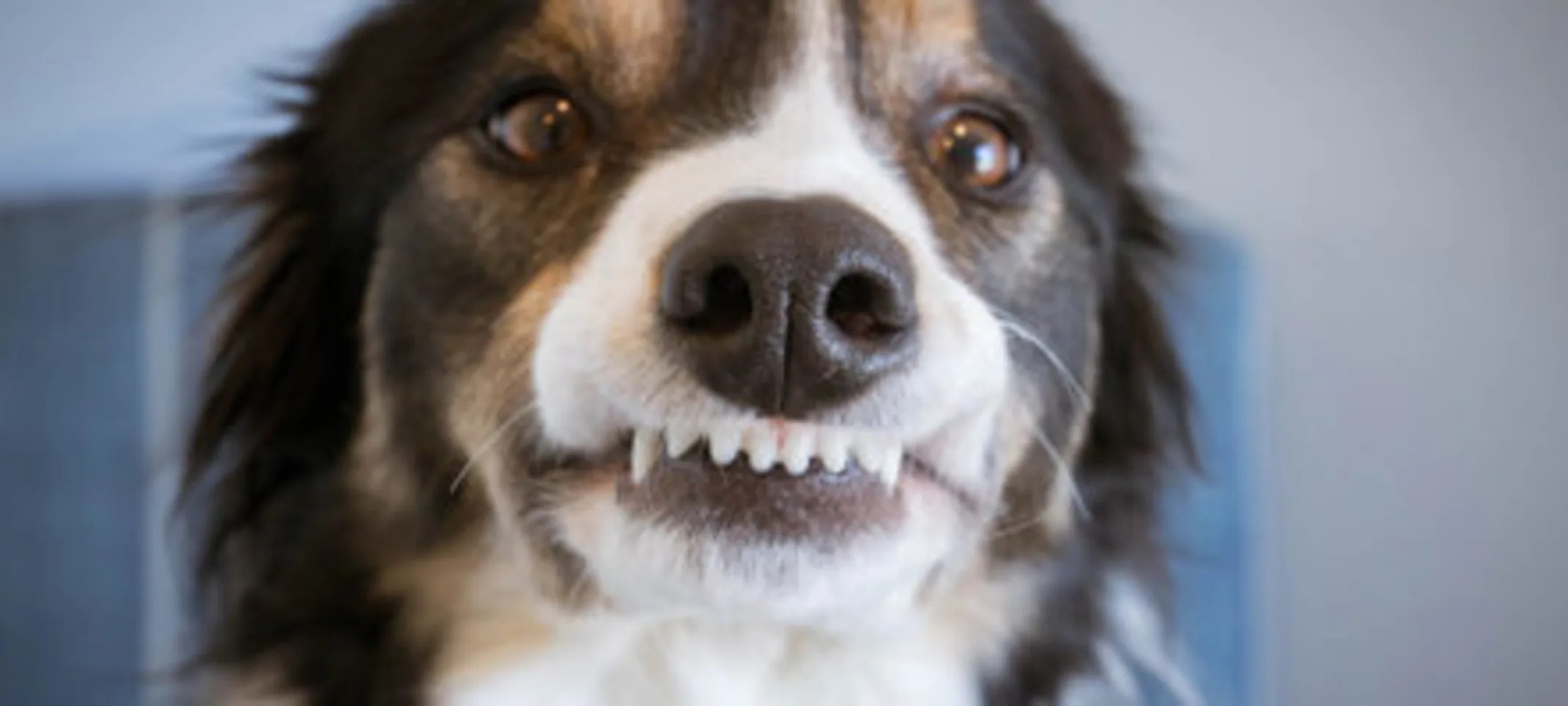Dog showing its teeth Dog showing its teeth