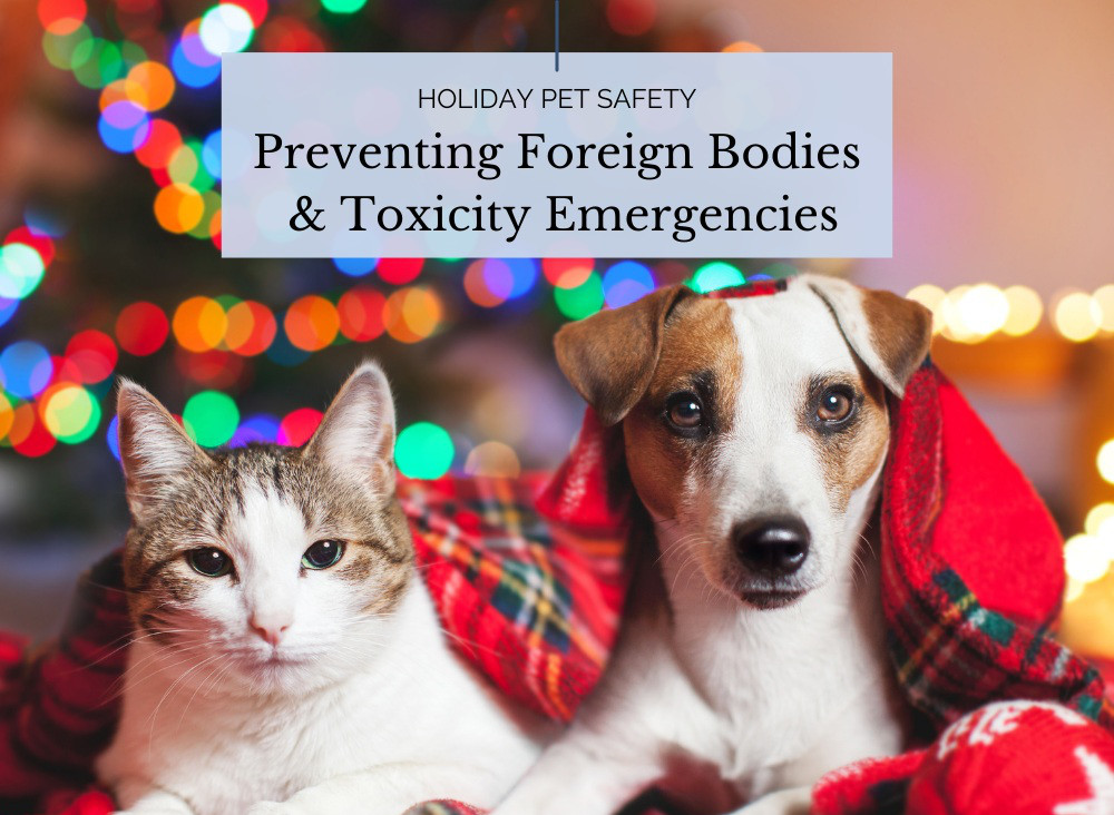 Cat and dog sitting next to each other under a Christmas blanket.