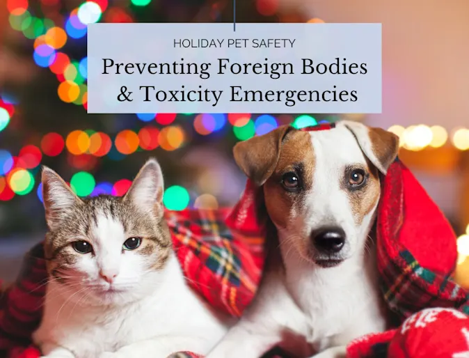 Cat and dog sitting next to each other under a Christmas blanket. Cat and dog sitting next to each other under a Christmas blanket.