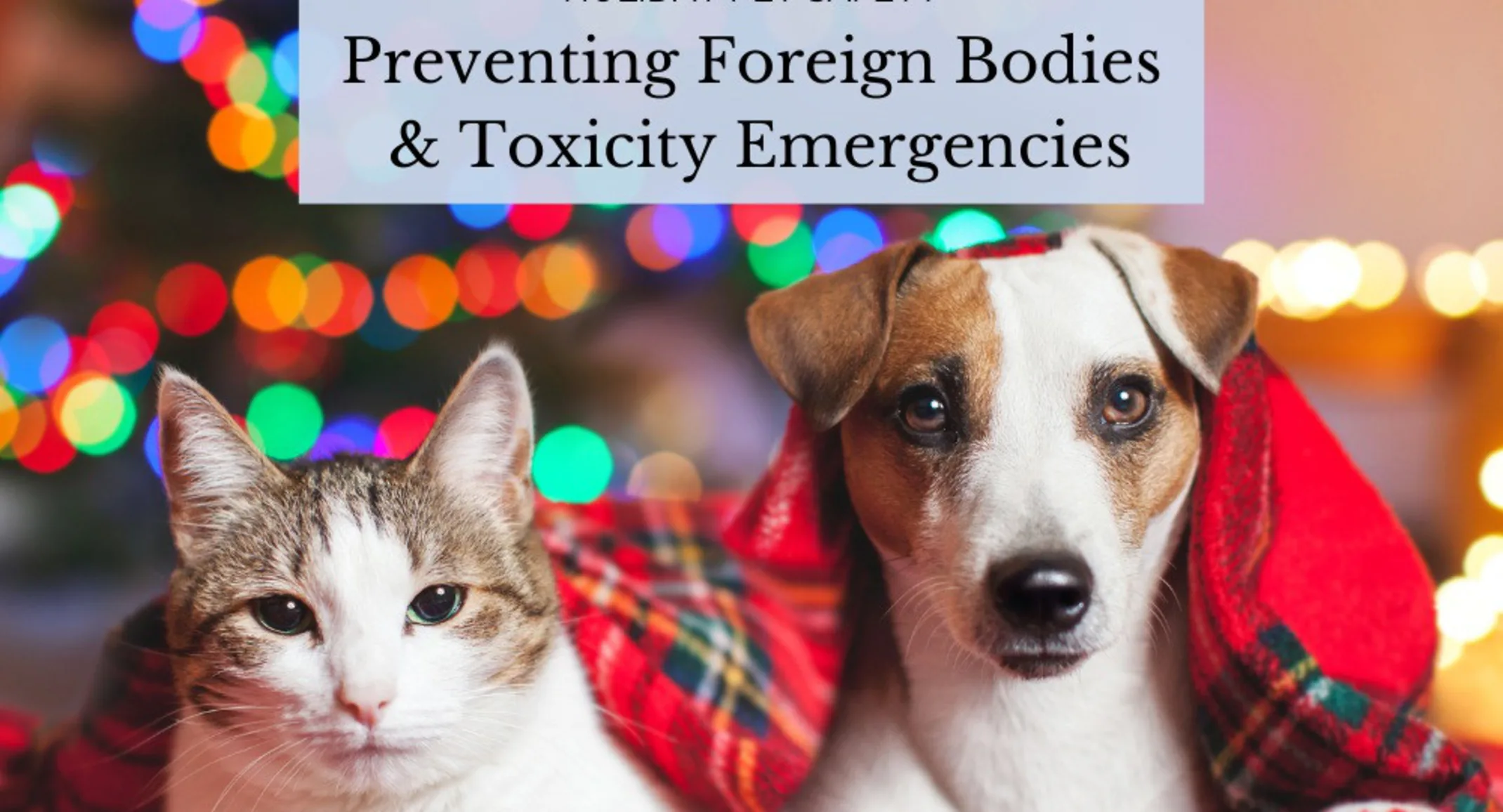 Cat and dog sitting next to each other under a Christmas blanket. Cat and dog sitting next to each other under a Christmas blanket.