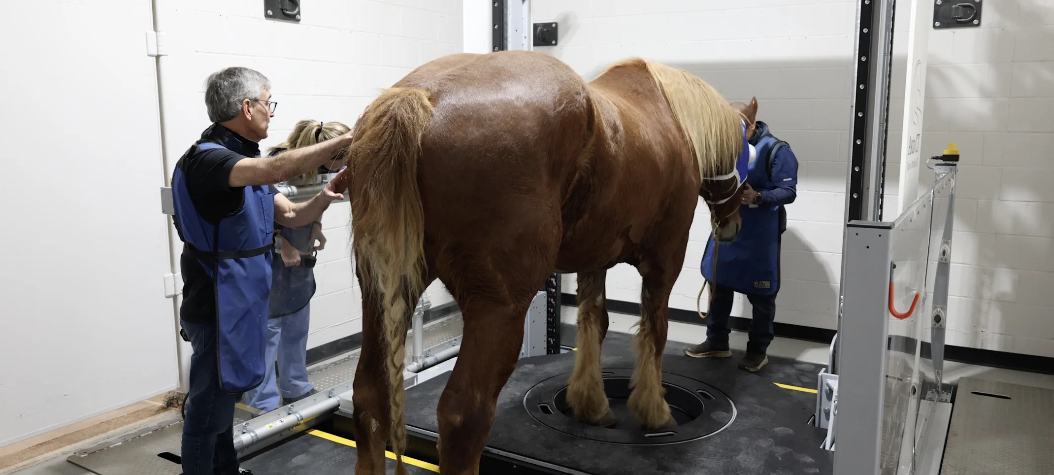 Large horse in Asto standing CT scanner Large horse in Asto standing CT scanner