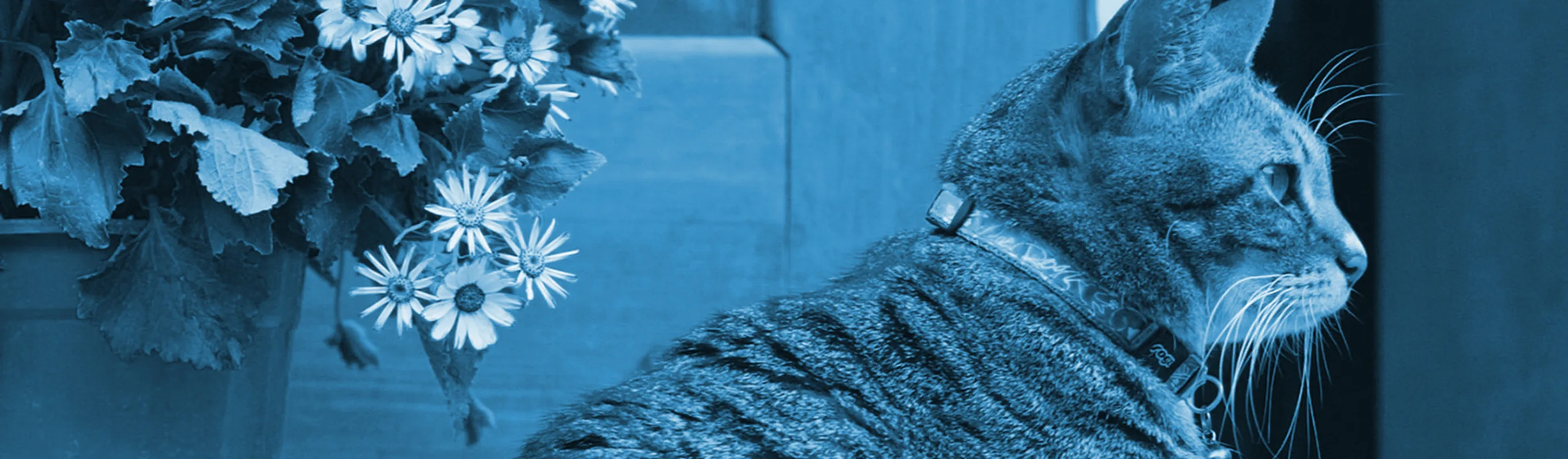 Cat sitting on the curb Cat sitting on the curb