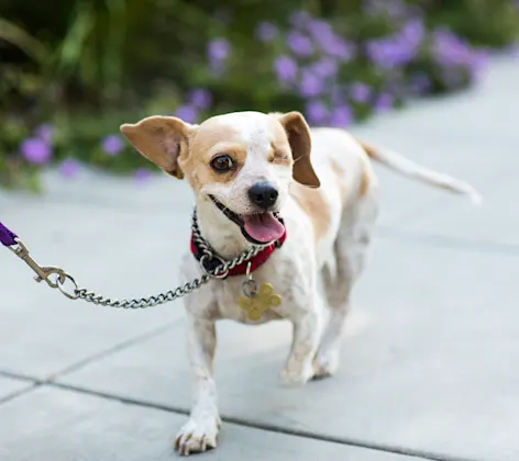 Visually Impaired Dog Visually Impaired Dog