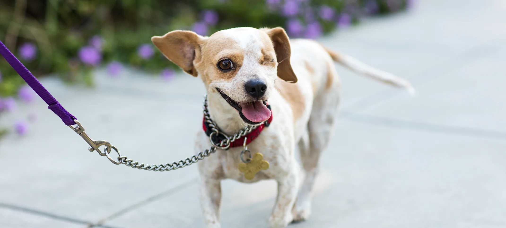 Visually Impaired Dog Visually Impaired Dog