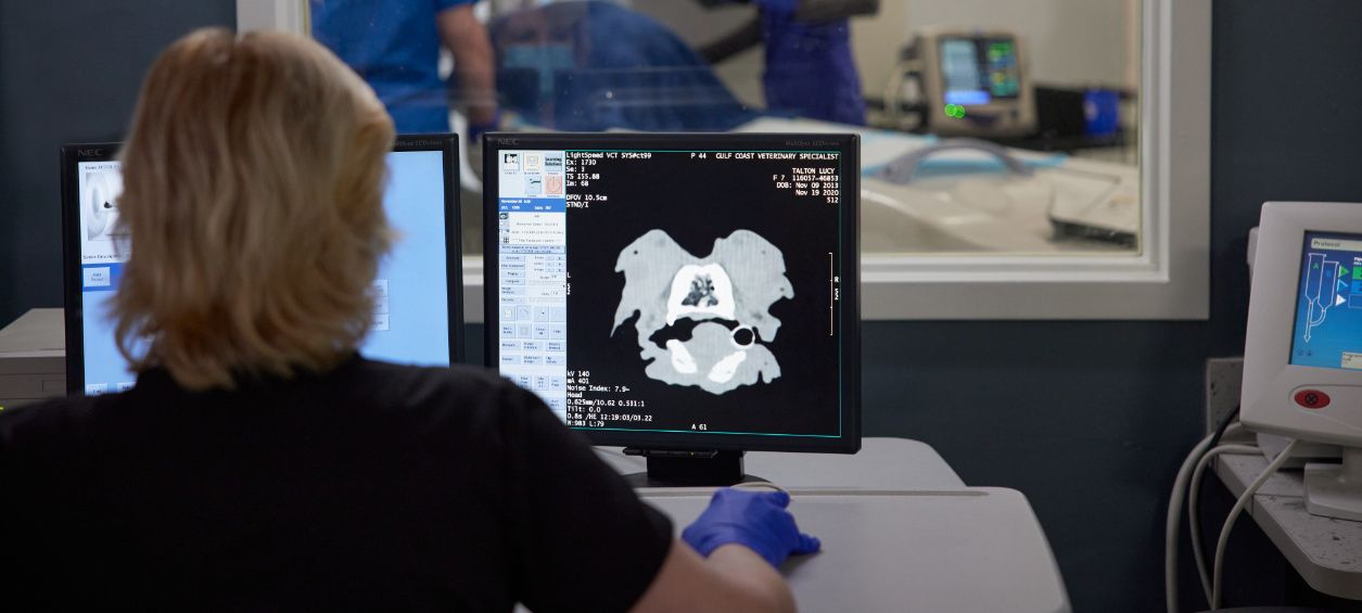 Vet examining X-Ray on computer screen