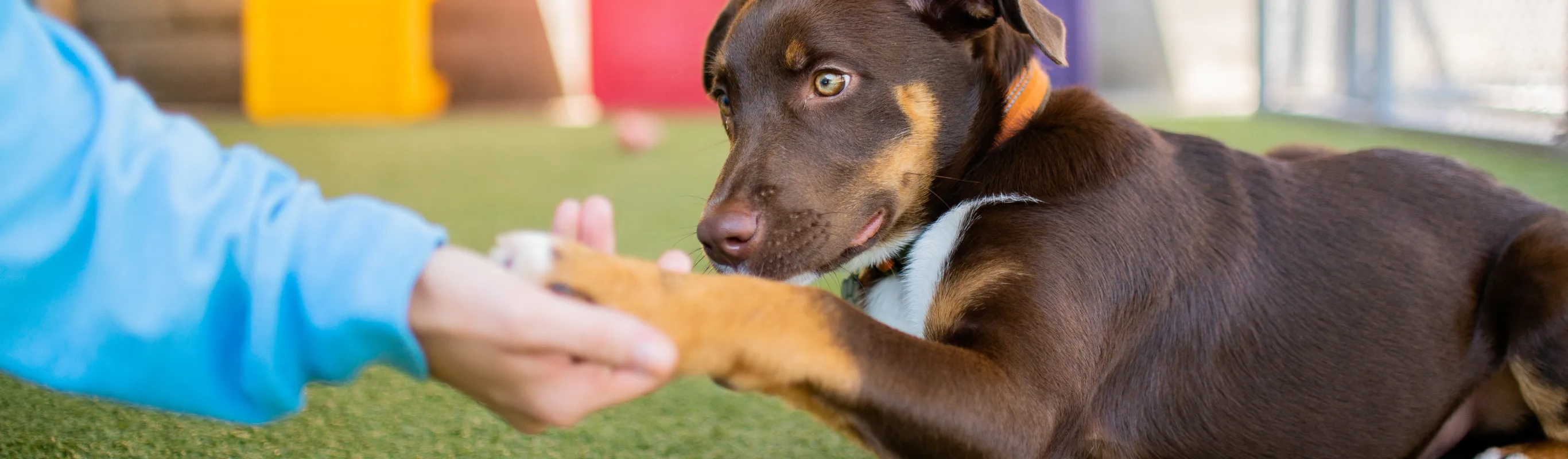 Dog shaking hand