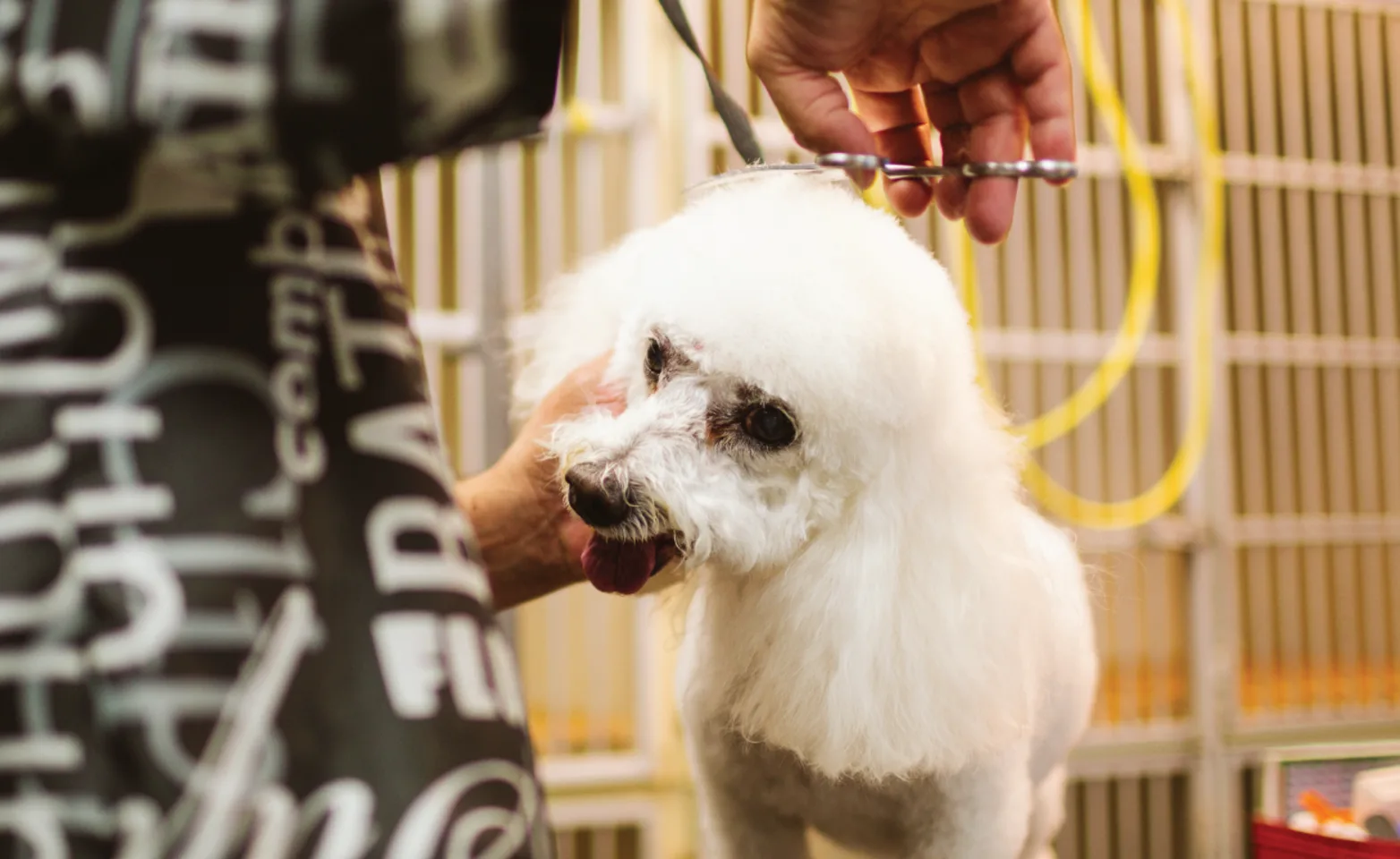 Staff member grooming dog Staff member grooming dog