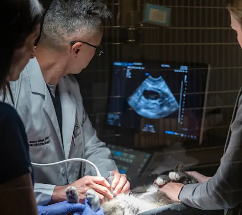 Staff members performing an ultrasound Staff members performing an ultrasound