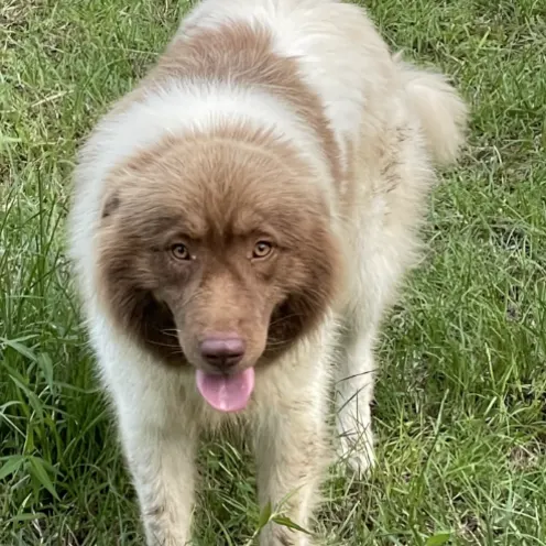 A fluffy white and brown dog standing with its tongue out