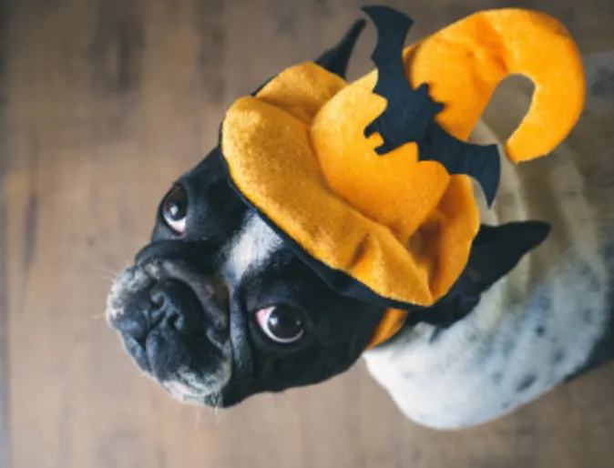 dog in costume dog in costume