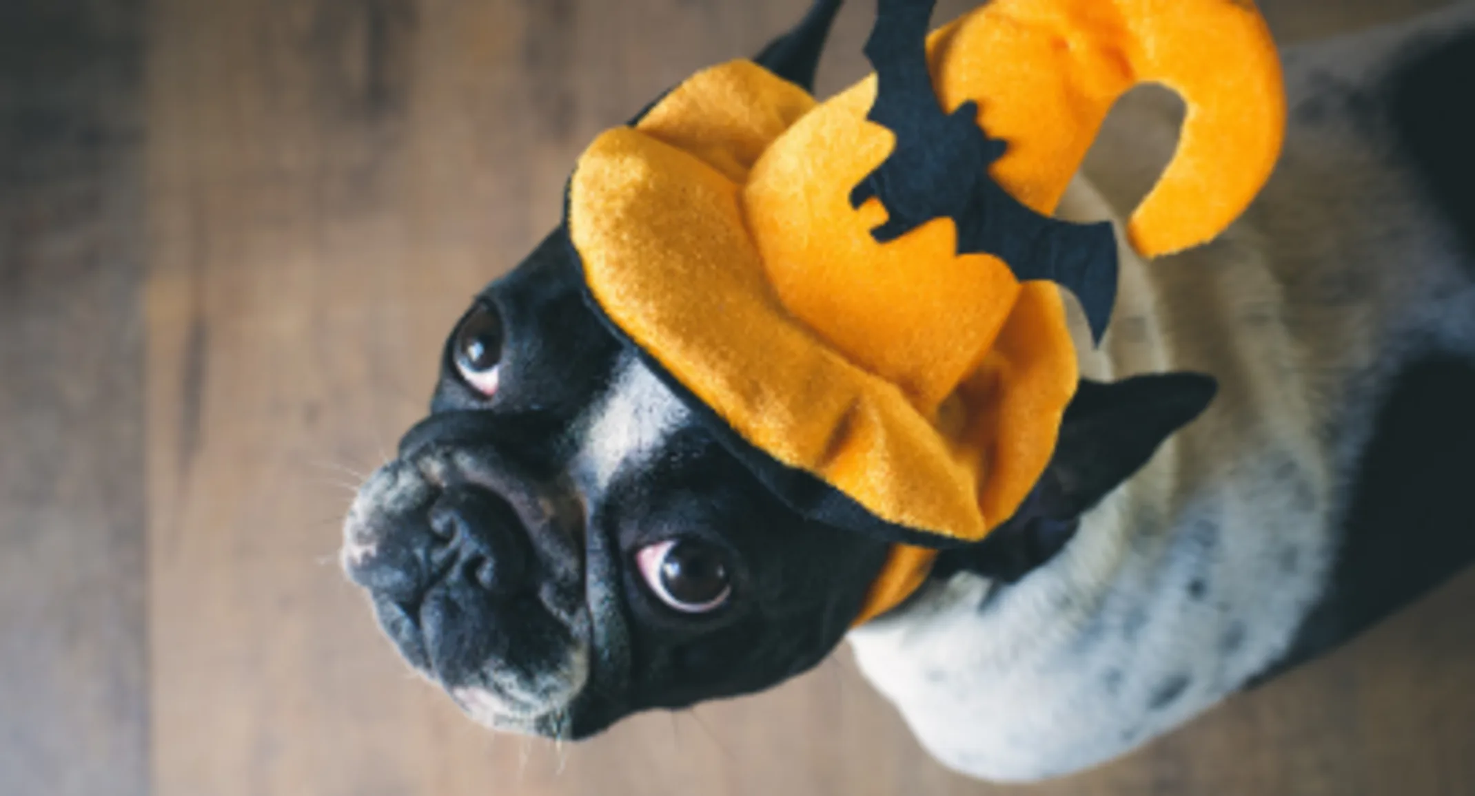dog in costume dog in costume