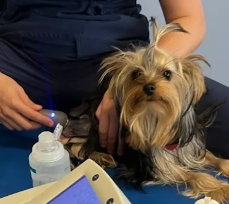 Dog receiving therapeutic ultrasound Dog receiving therapeutic ultrasound