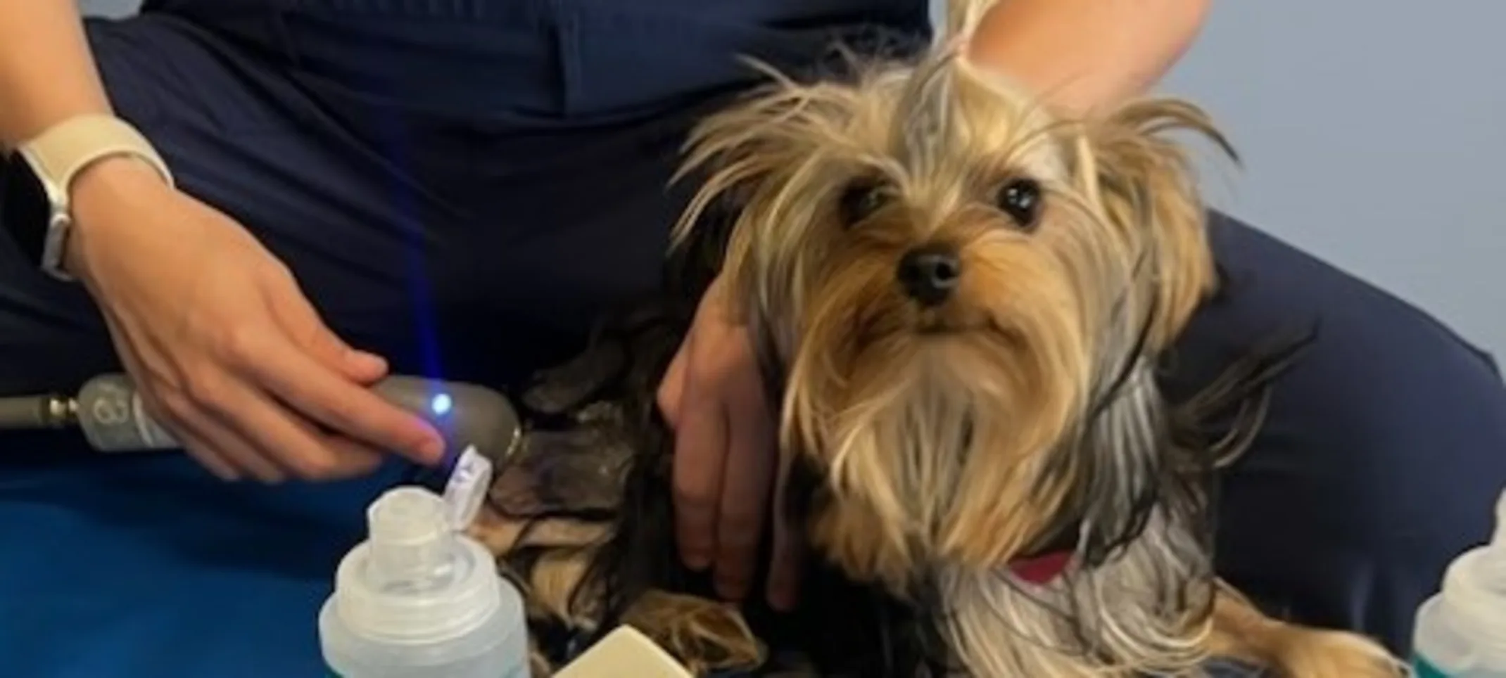 Dog receiving therapeutic ultrasound Dog receiving therapeutic ultrasound
