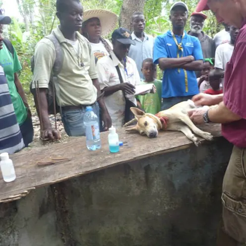 A group of people watching a doctor exam a dog A group of people watching a doctor exam a dog