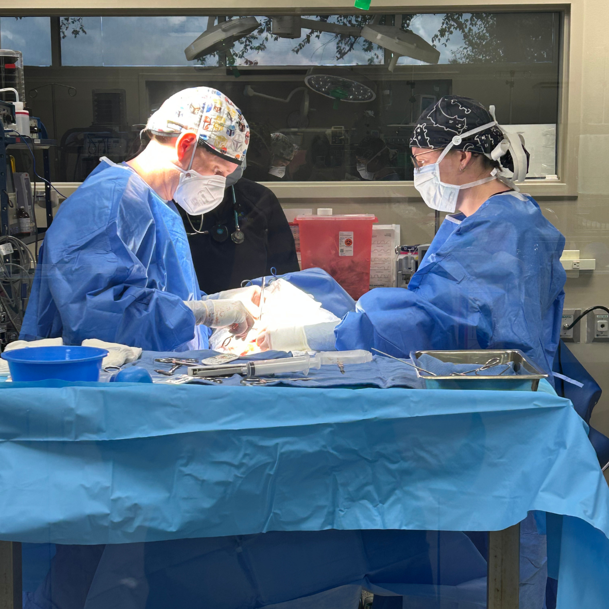 Two vets examining dog in operating room