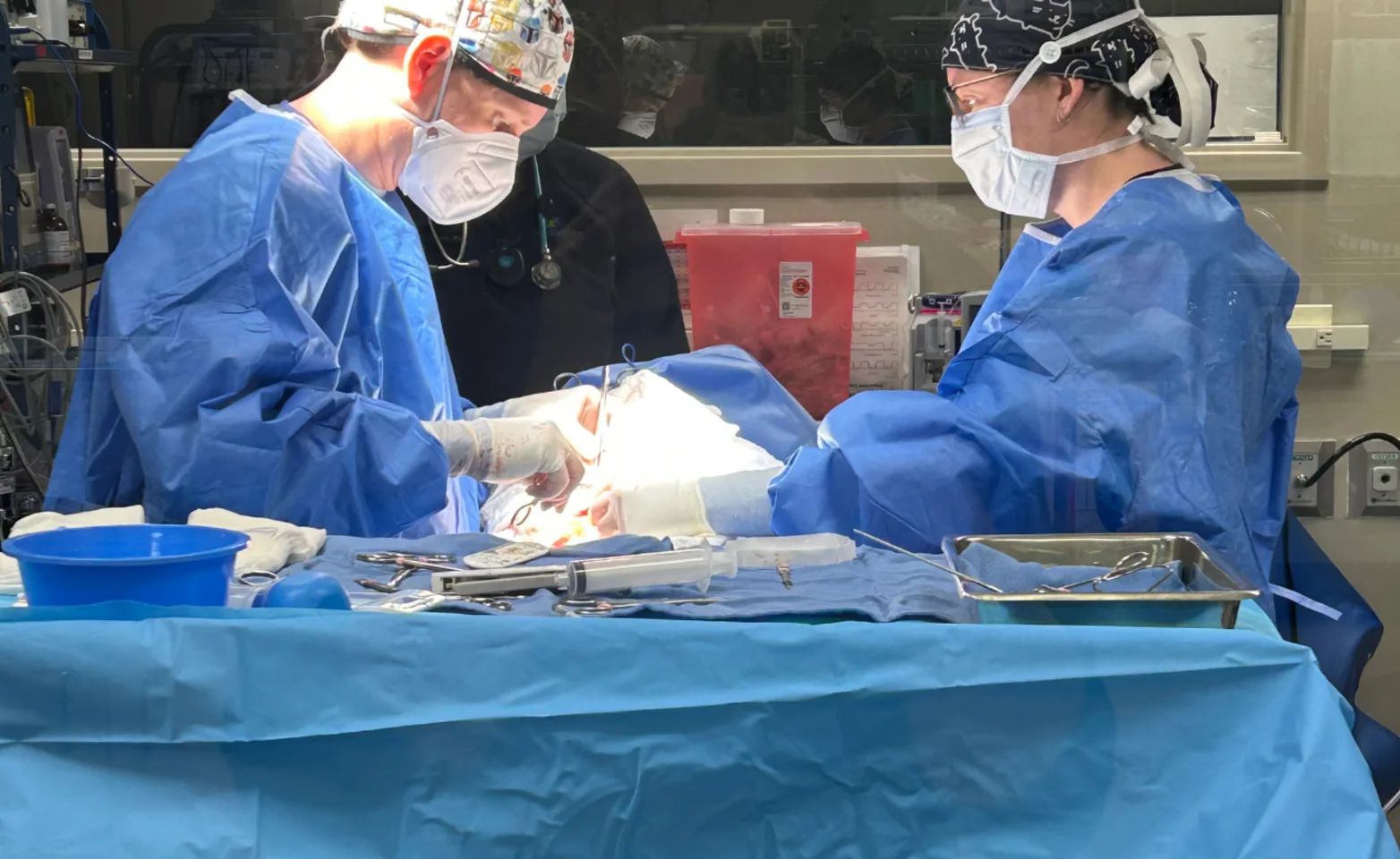 Two vets examining dog in operating room Two vets examining dog in operating room