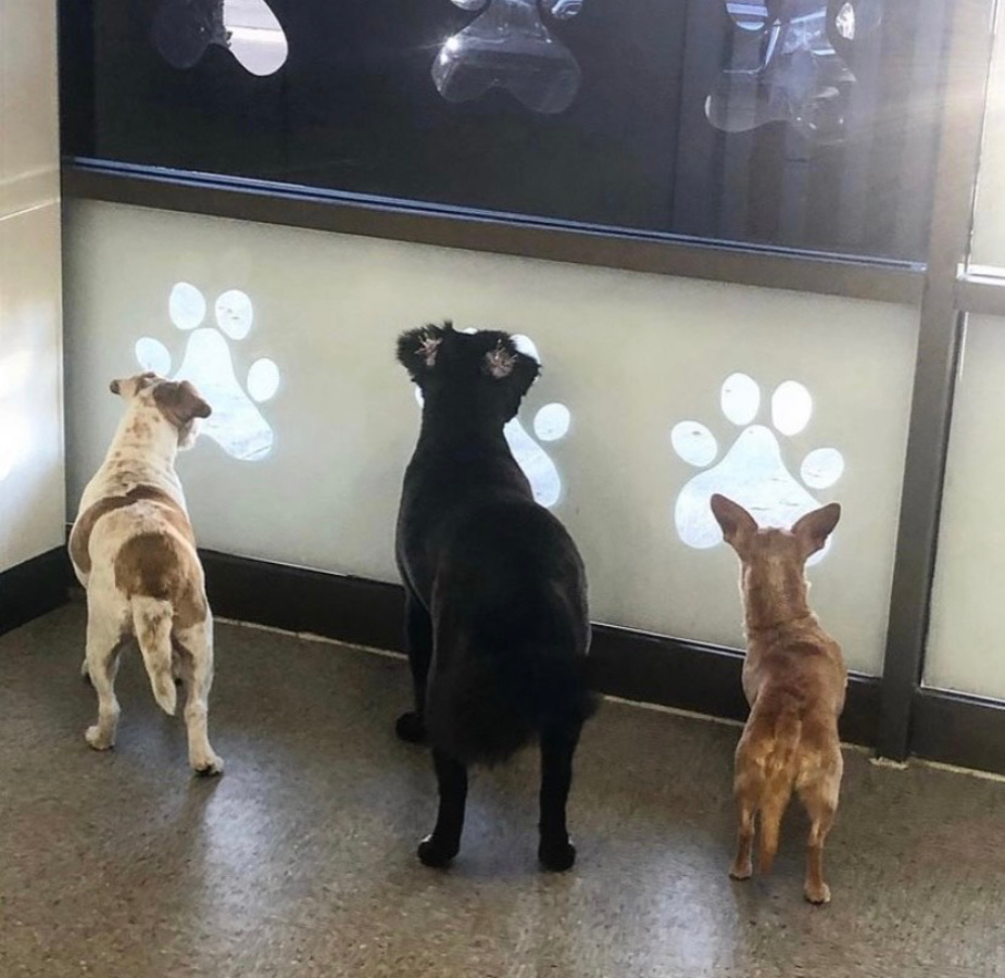 Three dogs looking out thru paw shaped window