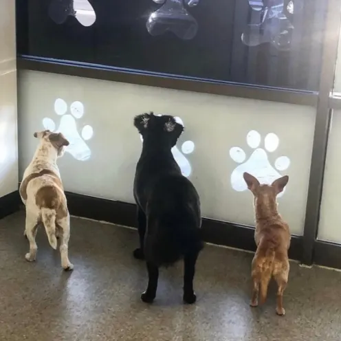 Three dogs looking out thru paw shaped window