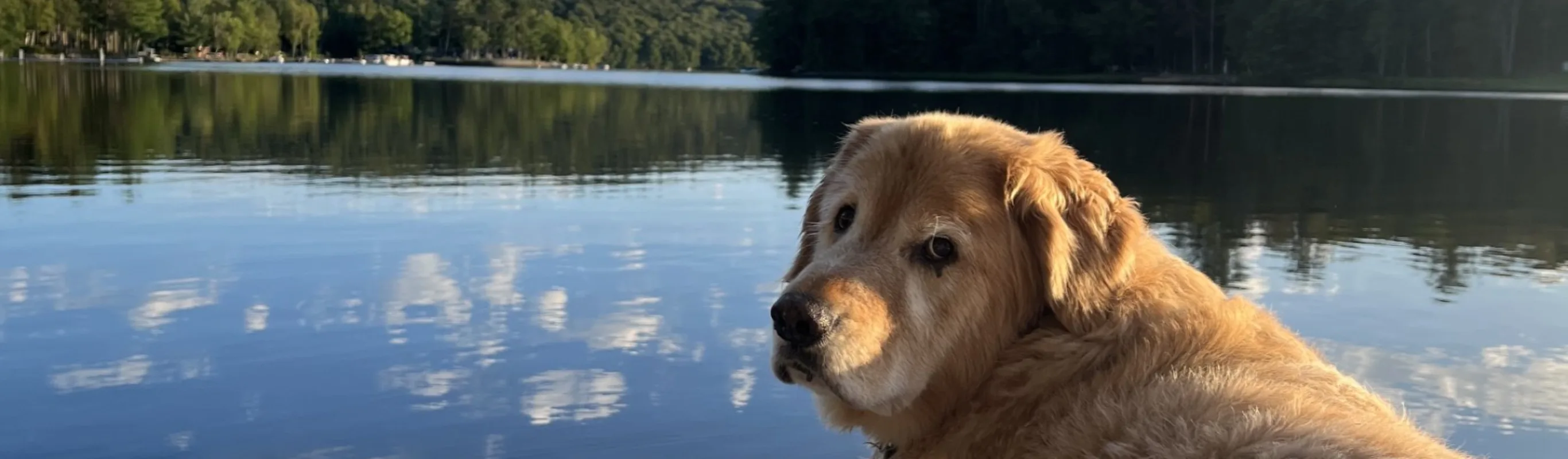 Golden retriever laying on dock by lake Golden retriever laying on dock by lake