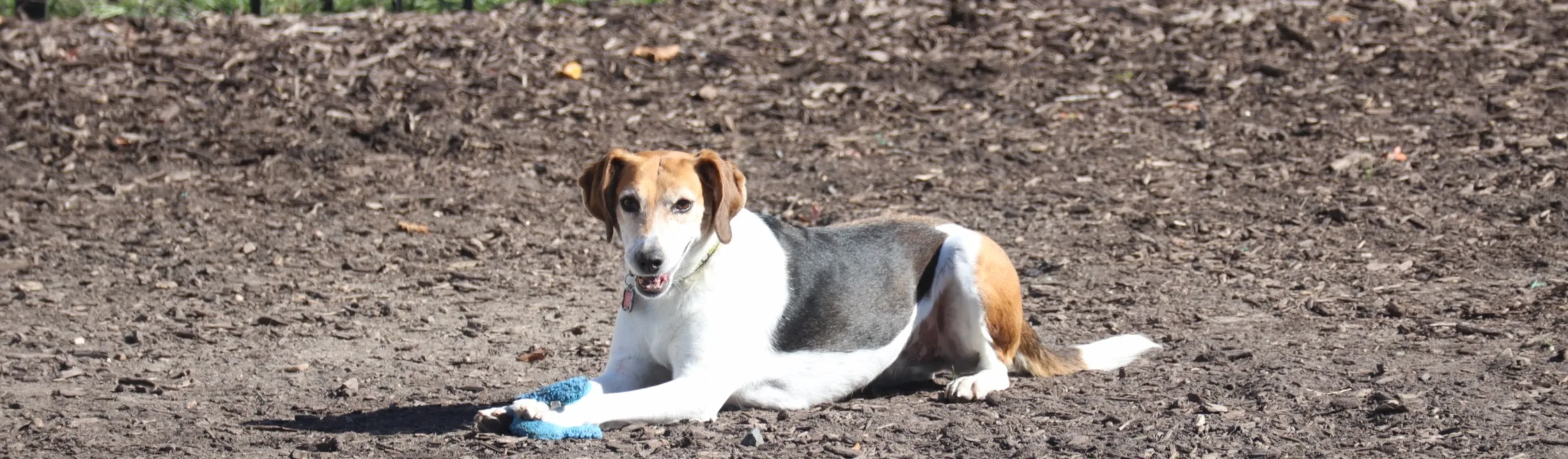 Beagle is laying down on a dirt pathway. Beagle is laying down on a dirt pathway.