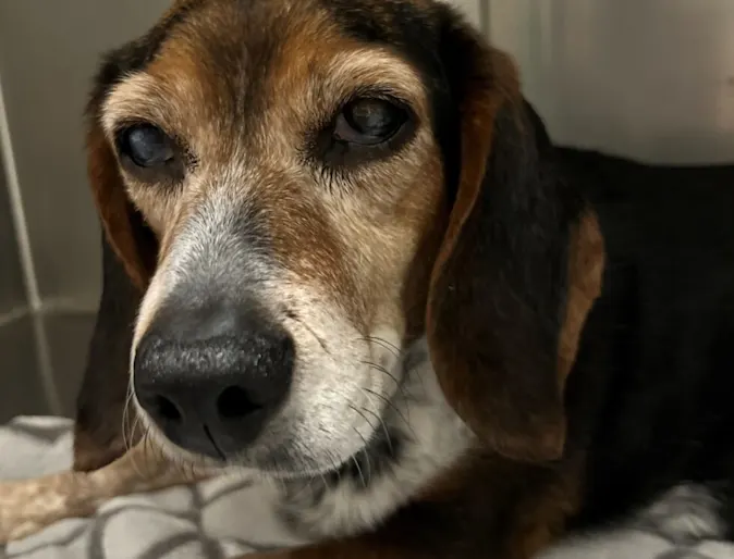 Brown dog named Goose Brown dog named Goose