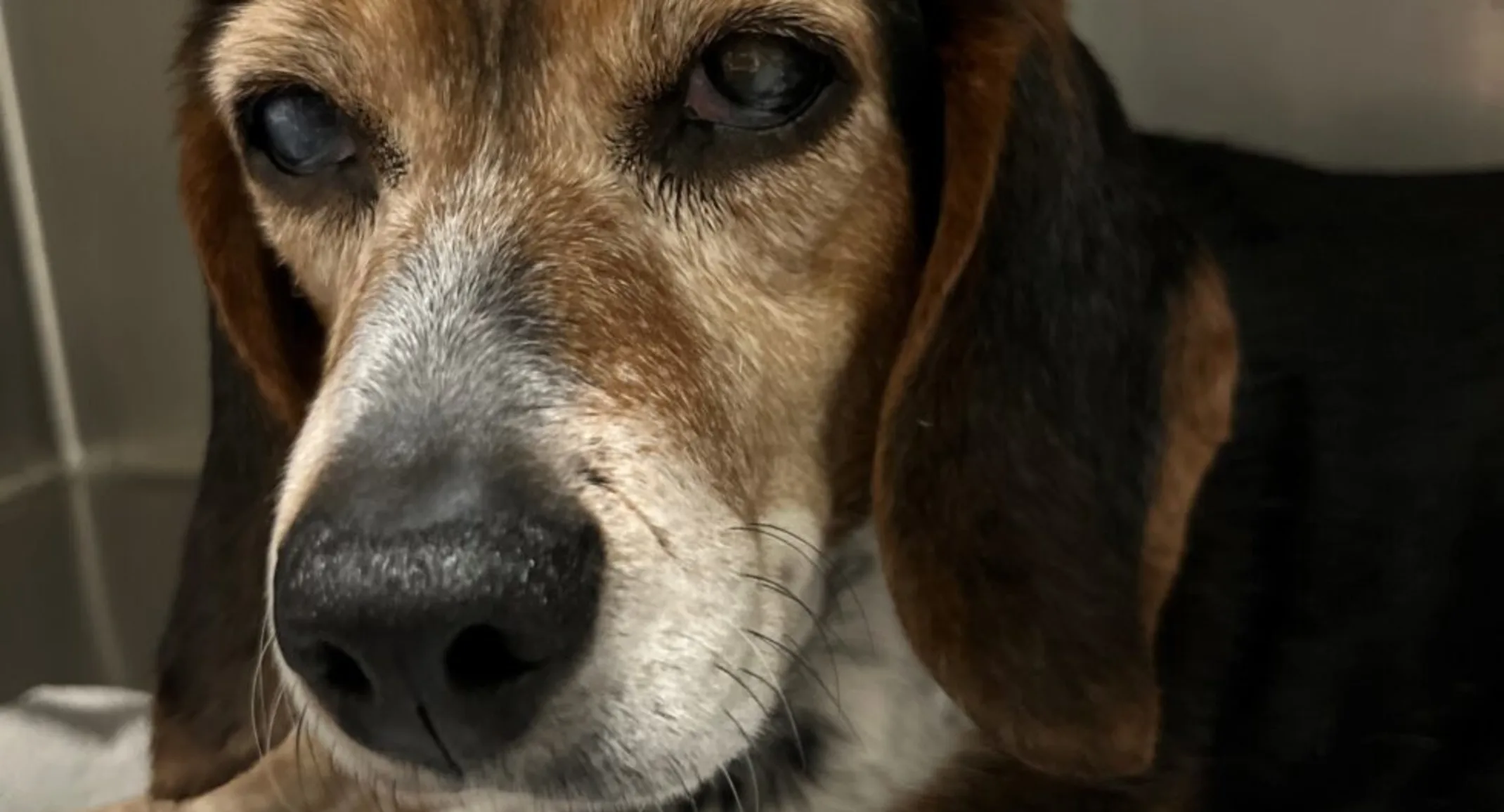 Brown dog named Goose Brown dog named Goose