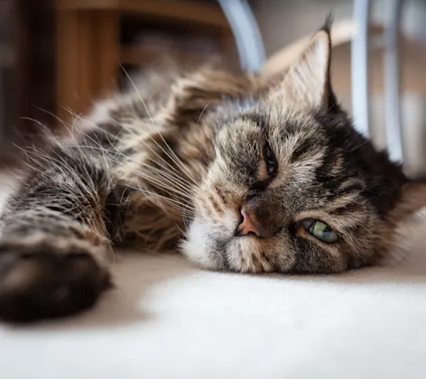 Older cat stretching