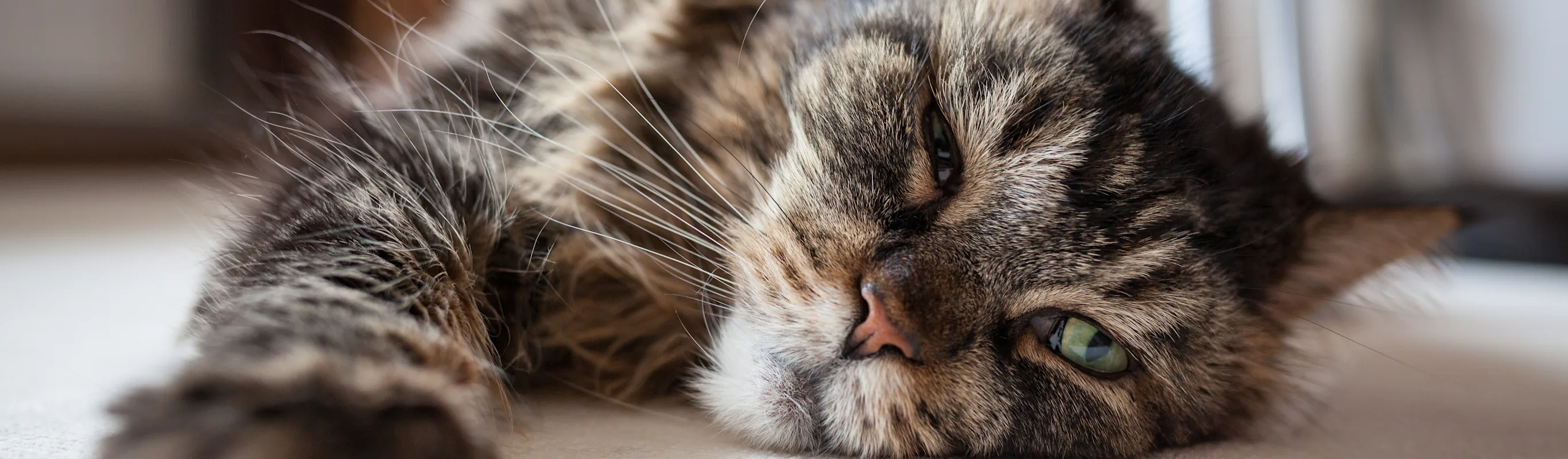 Older cat stretching