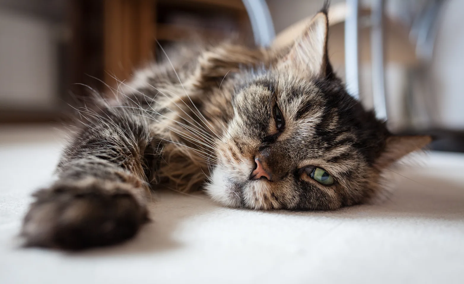 Older cat stretching