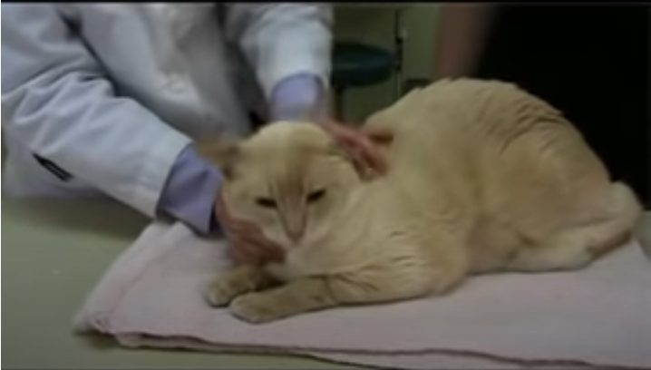 YouTube video of cat getting a pill