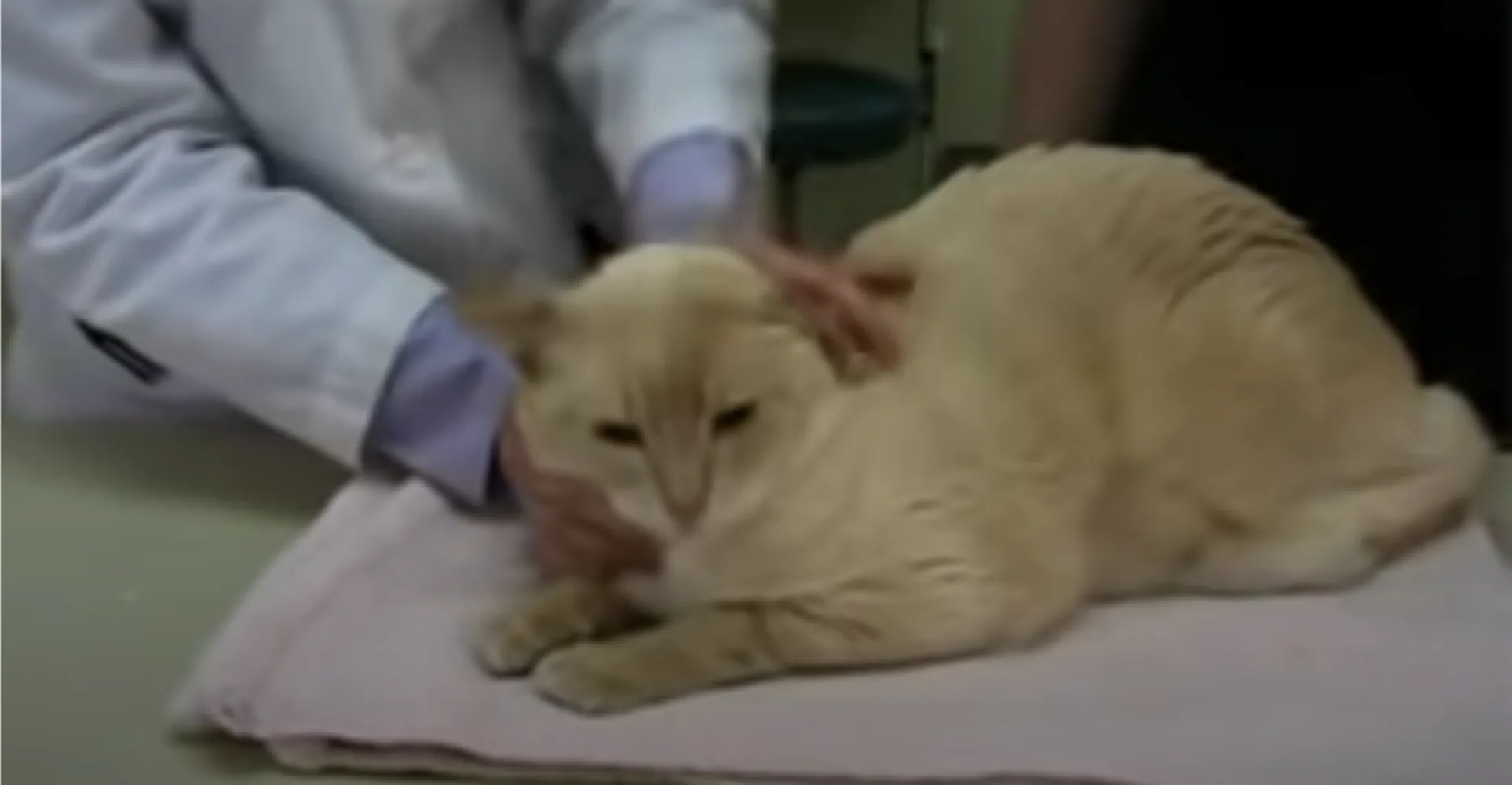 YouTube video of cat getting a pill