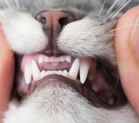 Human showing a cat's teeth Human showing a cat's teeth