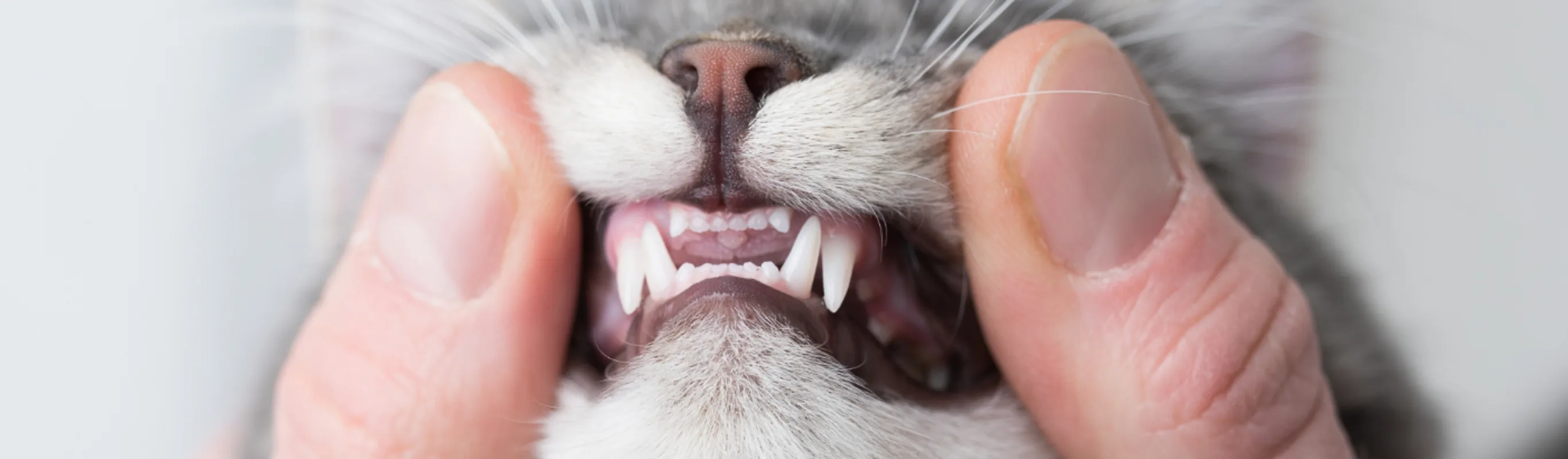 Human showing a cat's teeth Human showing a cat's teeth