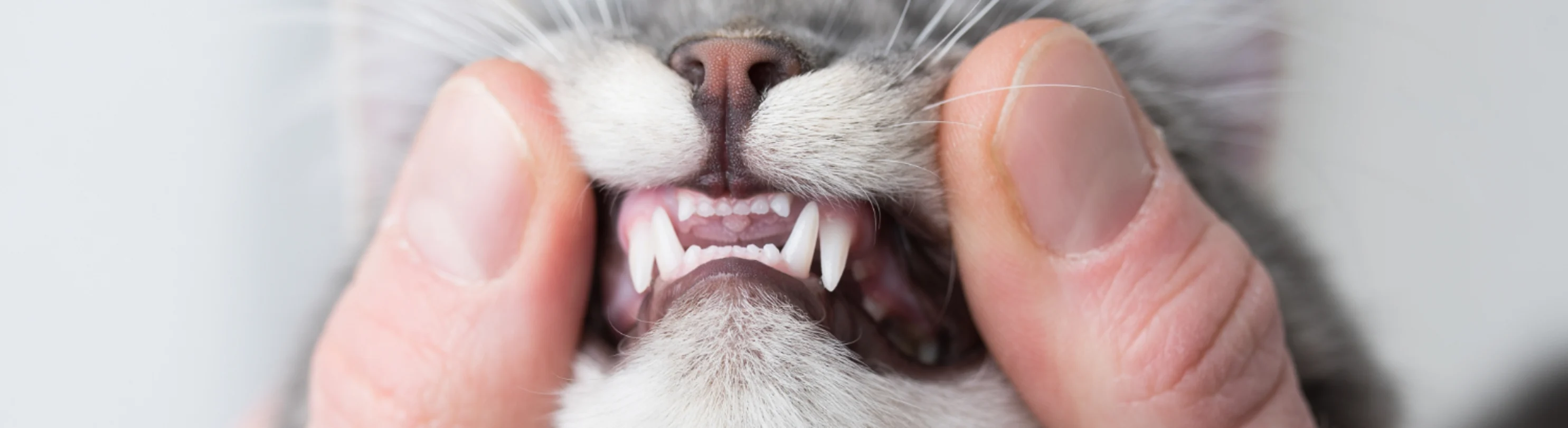Human showing a cat's teeth Human showing a cat's teeth