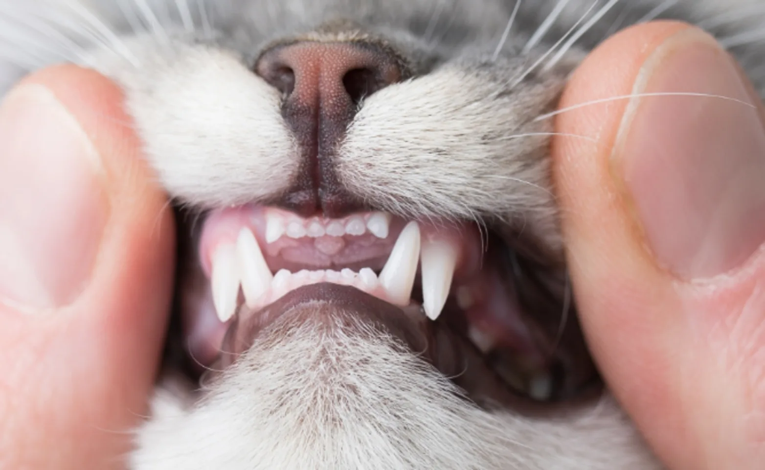 Human showing a cat's teeth Human showing a cat's teeth