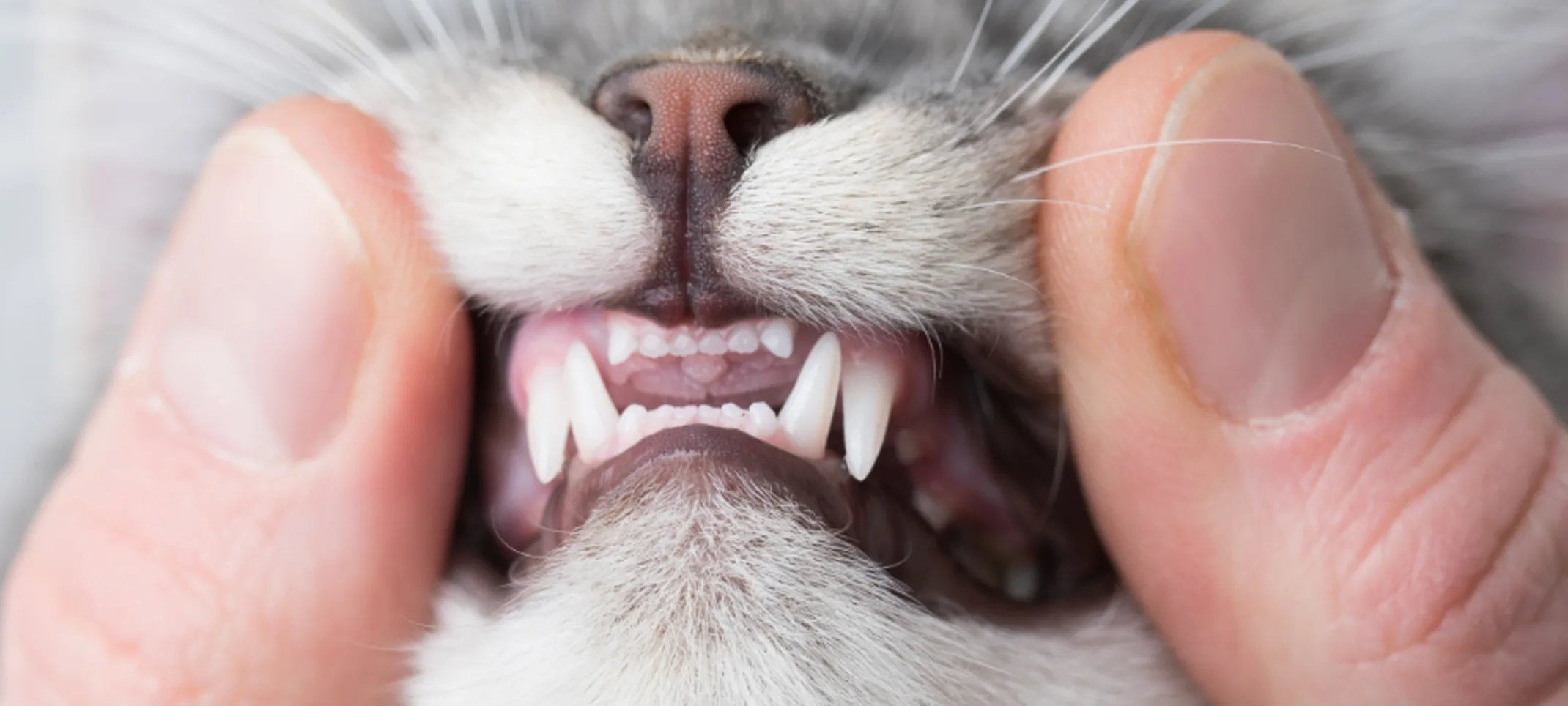 Human showing a cat's teeth Human showing a cat's teeth