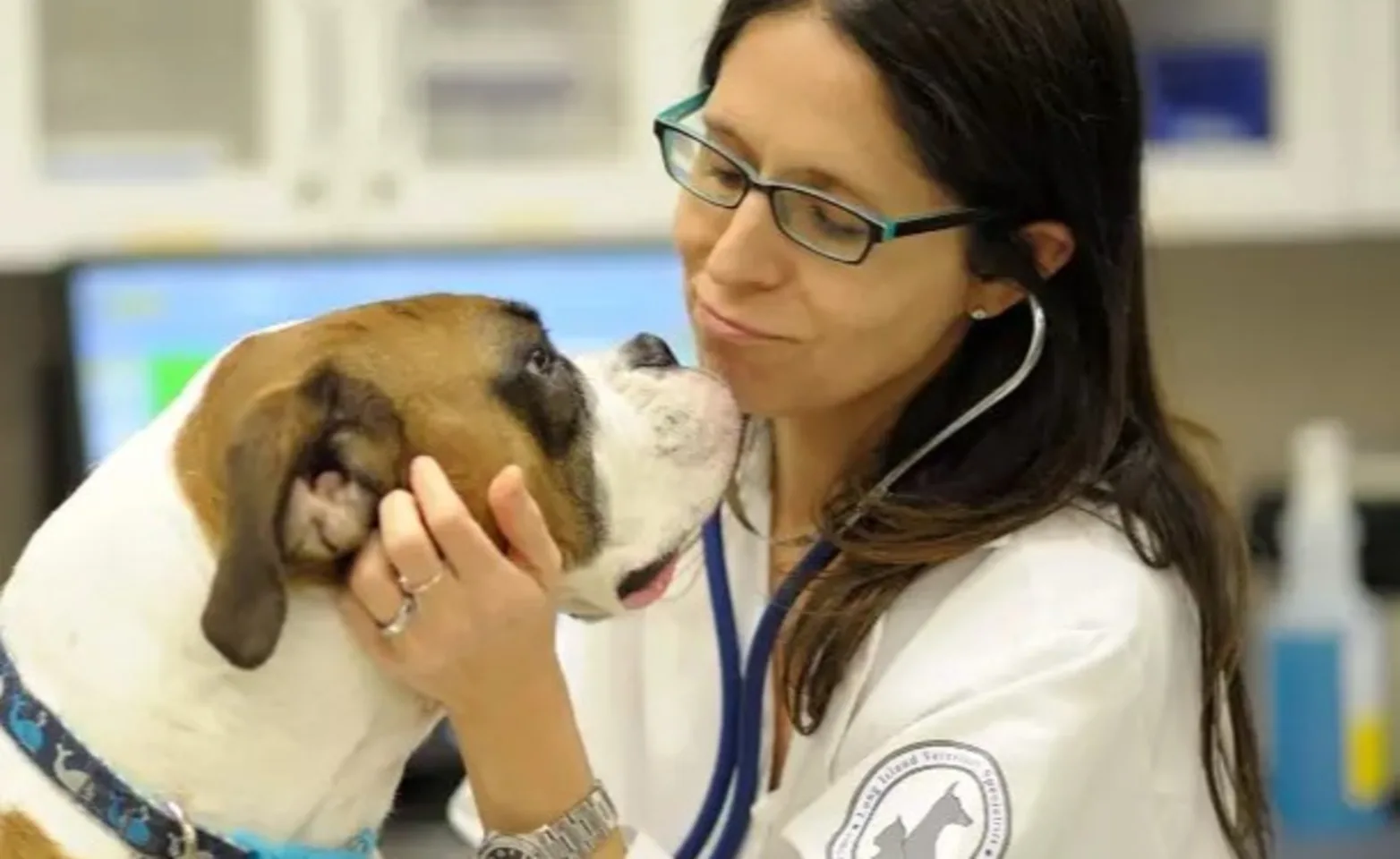 Veterinarian wearing a stethoscope petting a dog's face Veterinarian wearing a stethoscope petting a dog's face
