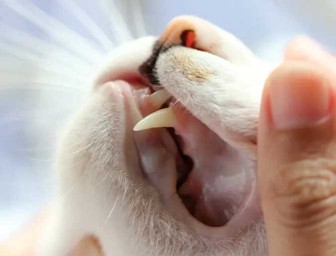 Cat Examine Cat Examine