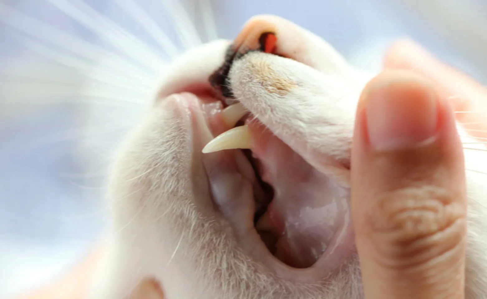 Cat Examine Cat Examine