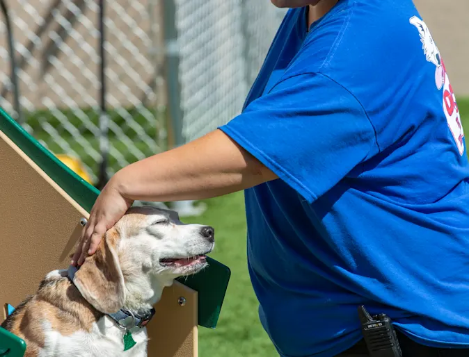 Happy dog