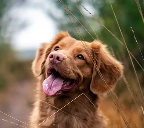 Retriever Smile with tongue out Retriever Smile with tongue out