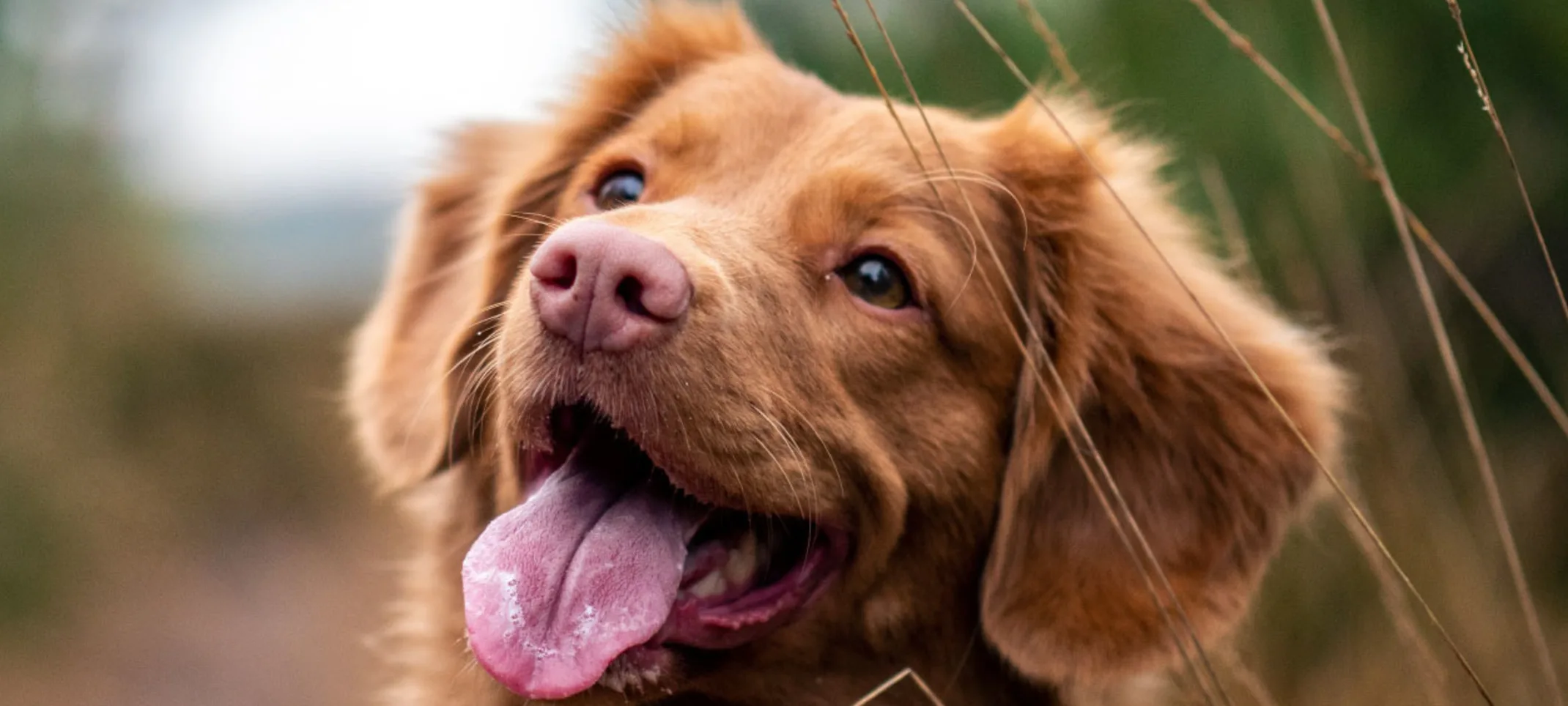 Retriever Smile with tongue out Retriever Smile with tongue out