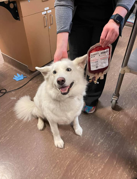 Happy dog post blood donation