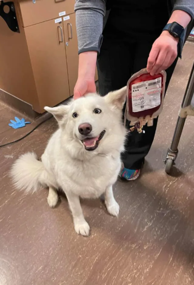 Happy dog post blood donation Happy dog post blood donation